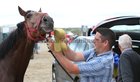 Liam Bergin sponges down his horse Mickey Finn after winning the first race at Omey last Sunday.