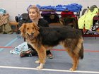 MADRA Adoption Day in the sportshall at GMIT.