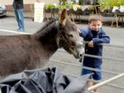 <br />
Mark Daniels, Clarinbridge, pets a Donkey, at the Clarinbridge Market Day. 
