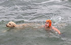 Deirdre Connolly from Newbridge, Ballinasloe, with her Goldendoodle Lilly at Blackrock for their Christmas Day swim.