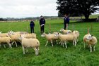 <br />
Looking over the sheep, at the Texel Champion Flock, competition at Padraic Nilands Farm, Ardrahan  open Day.