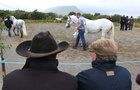 The show ring during judging at the annual Maam Cross Connemara Pony Show.