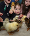 Chicks hatched out by Paisti at Naionrachait Buaile Bheag, Bearna, in their classroom last week.