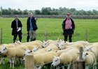 <br />
Looking over the sheep at the Texel Champion Flock, competition at Padraic Nilands Farm, Ardrahan  open Day.
