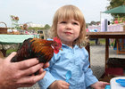 Rio Romera from Oranmore as a bantam is shown at Oranmore Castle Heritage Fair last weekend.