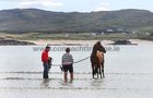 Wetting the feet at the Omey Races in Connemara last Sunday.