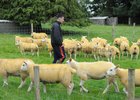 Sheep Open day