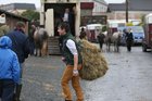 Joe Burke from Castlegar at the Connemara Pony Show in Clifden.  