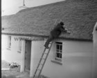 Tullycross thatched cottages under construction 15 March 1973